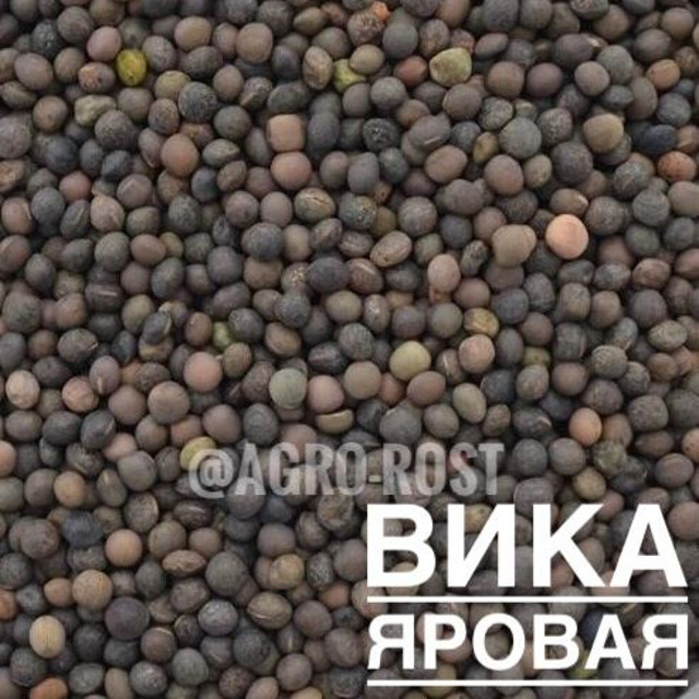 Купить Семена Вики Яровой В Алтайском Крае