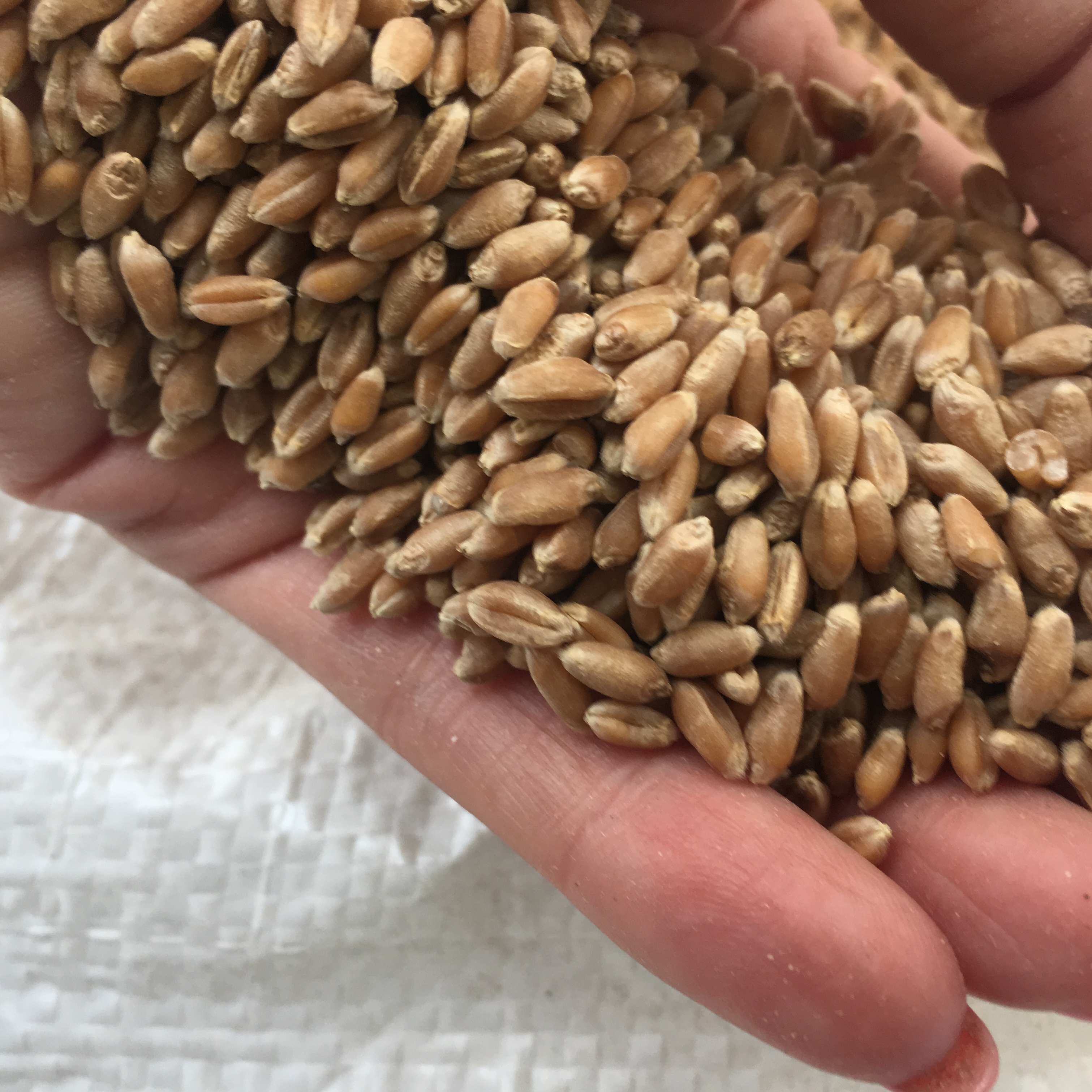 Куплю семена зерновых